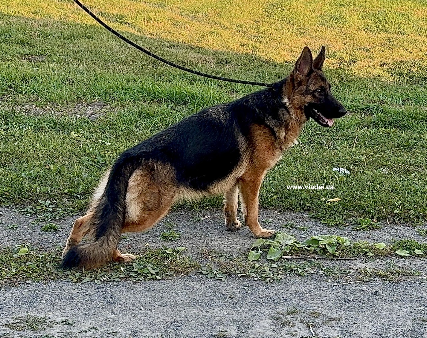 Young adult female available