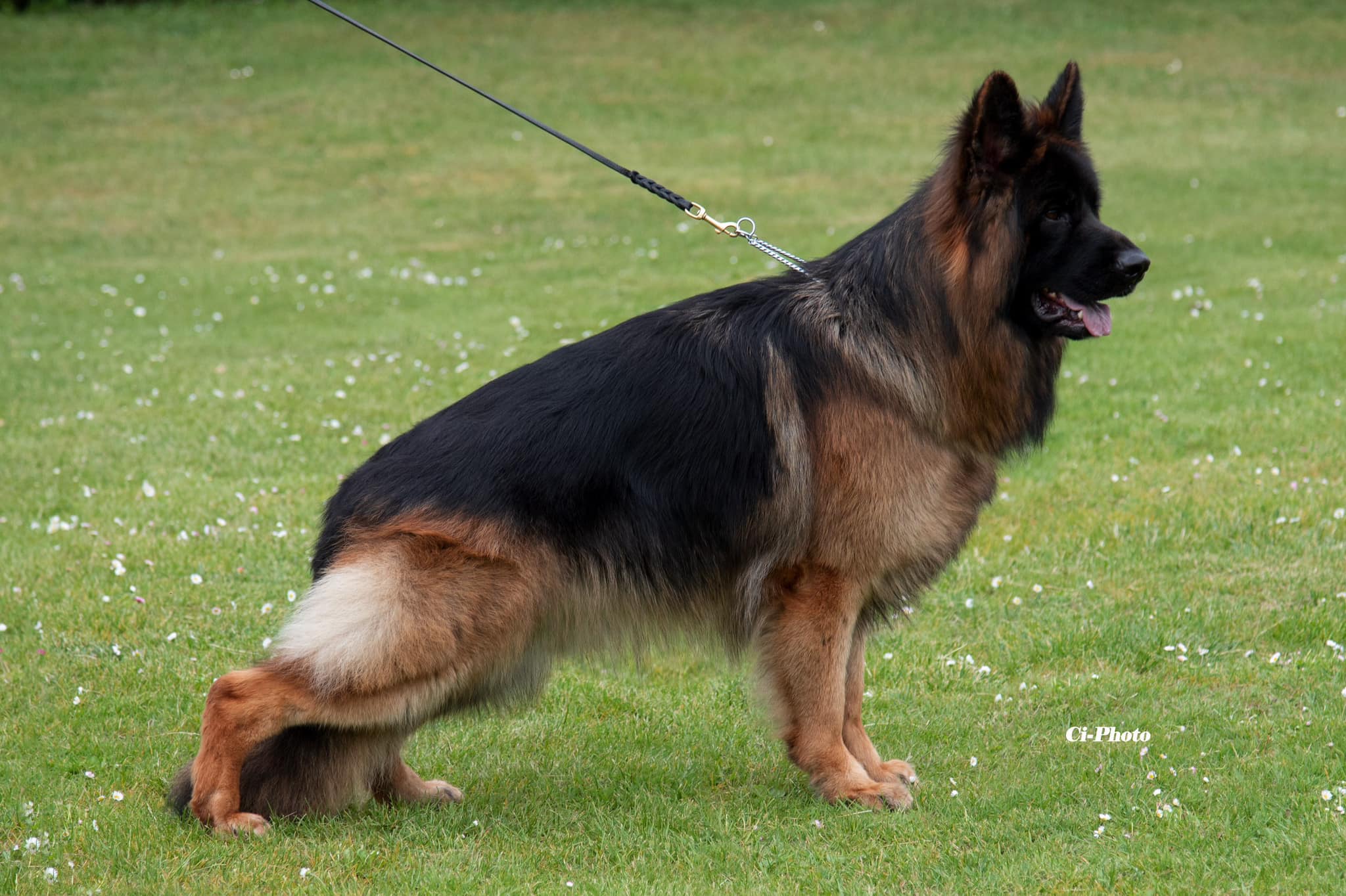 Let’s talk about long stock coat German Shepherd