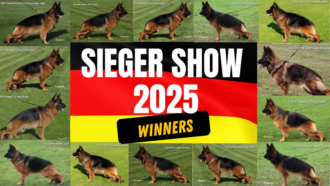 Les champions du monde du Berger Allemand classe travail mâles et femelles de 2025